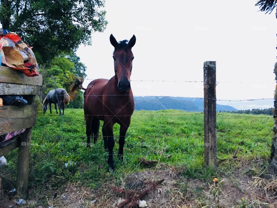 I was in the crazier than animal debit￼