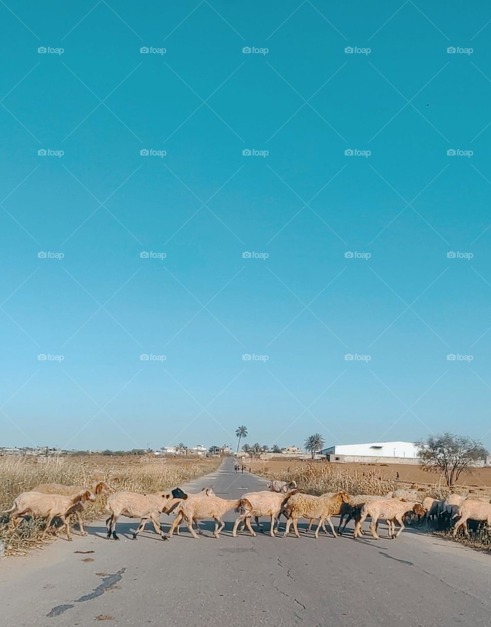 The sheep crossing the road is a beautiful shot