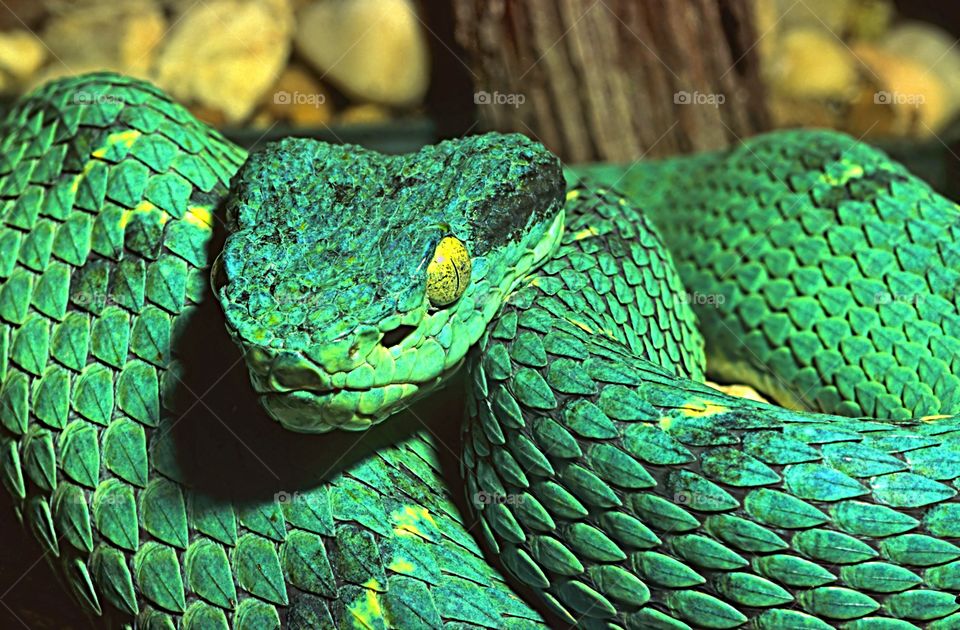 Facial portrait of a Green Boa Constrictor snake.