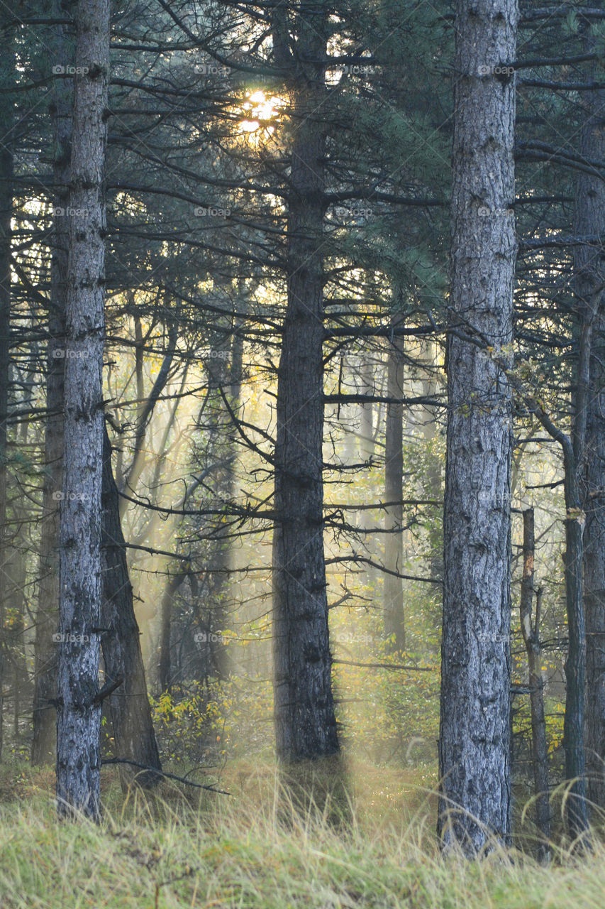 Sunshine in the forest