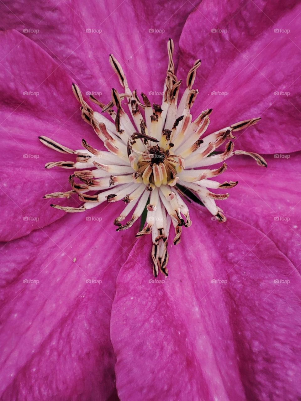 Macro photo of flowering plants