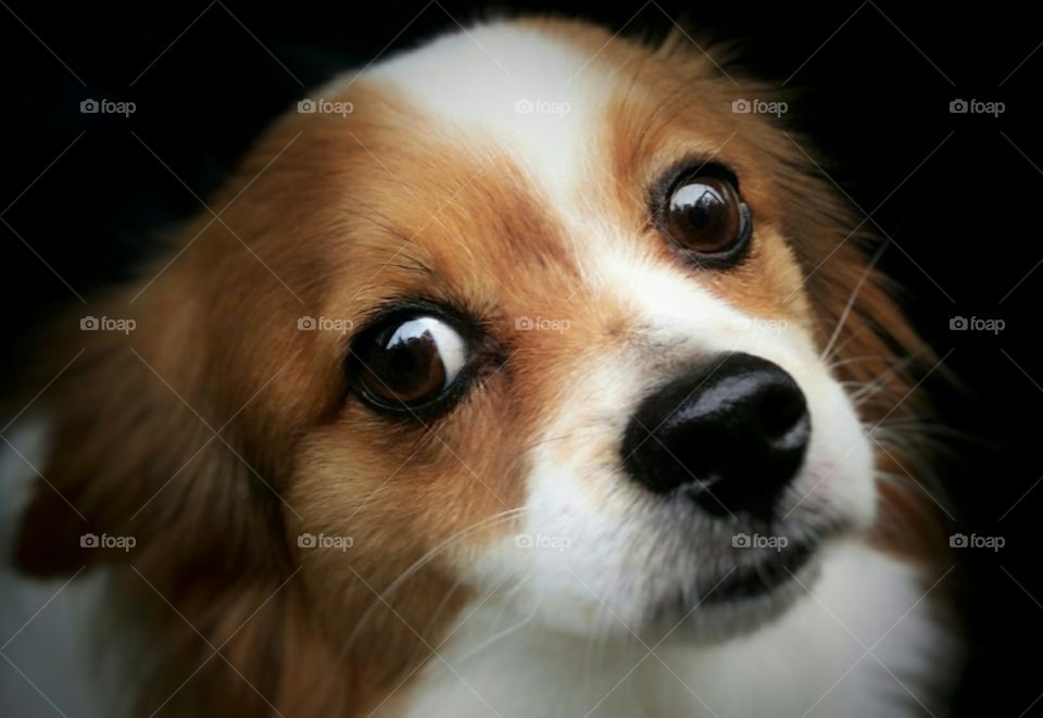 Sweet Papillion pup looking up with his beautiful brown eyes