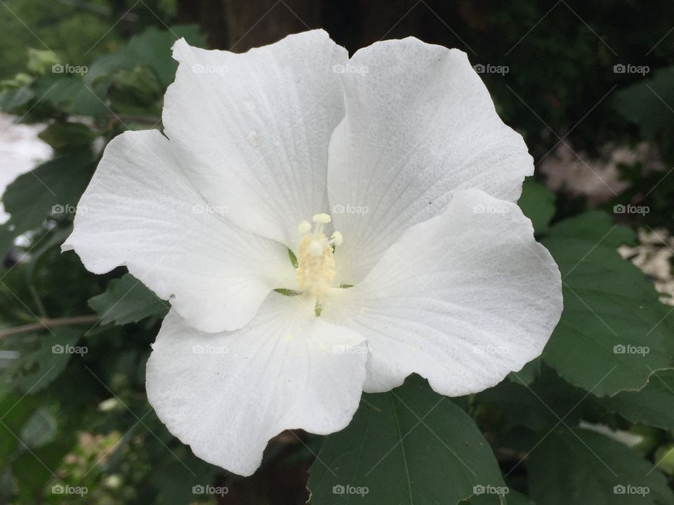 White rose of Sharon 