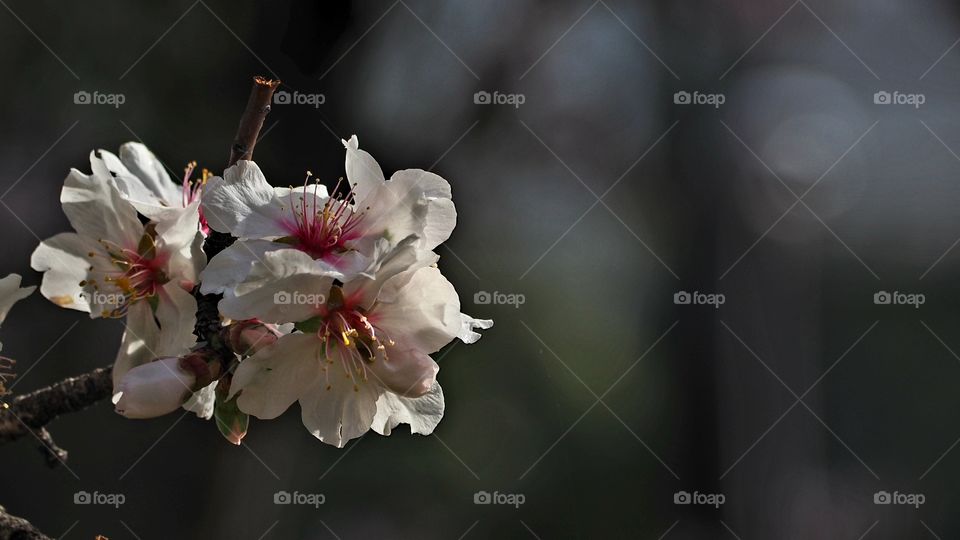 Almendro en flor
Almond Blossom