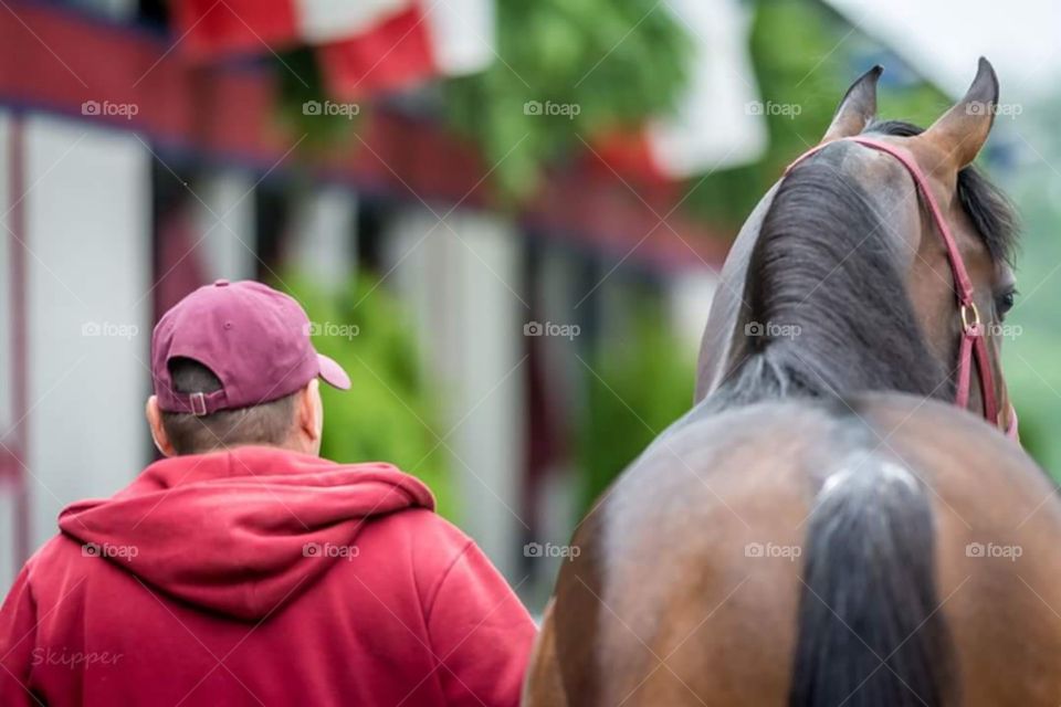 Groom walking Egyptian Arabian Horse 