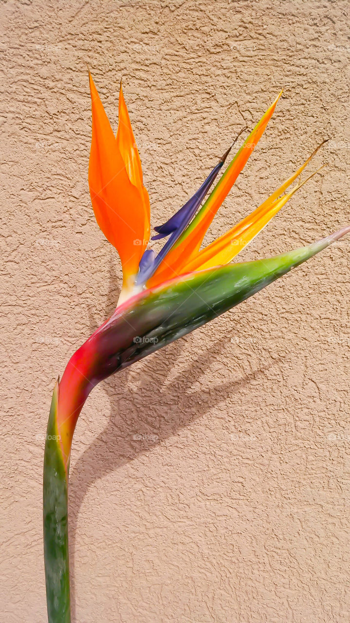 bird of paradise