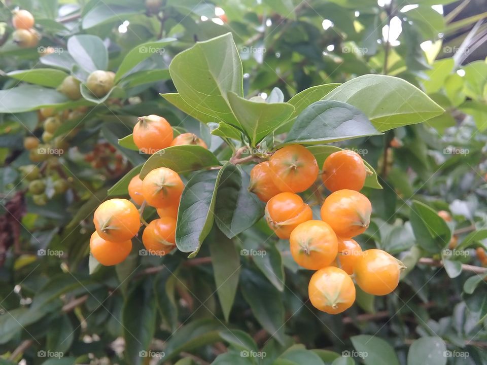 duranta repens aurea tree .  seed