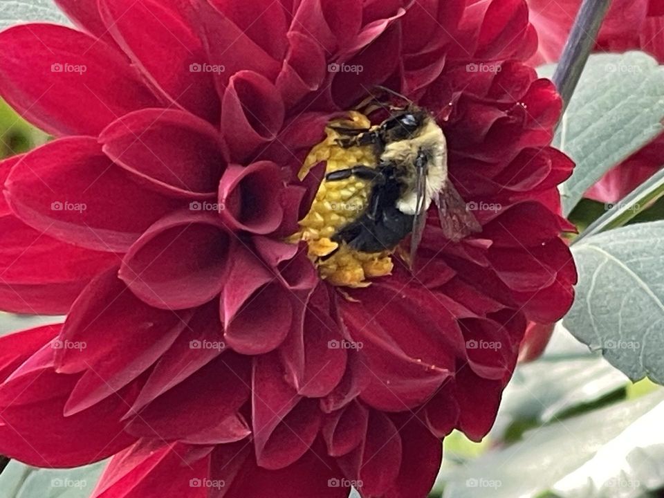 Bee 🐝