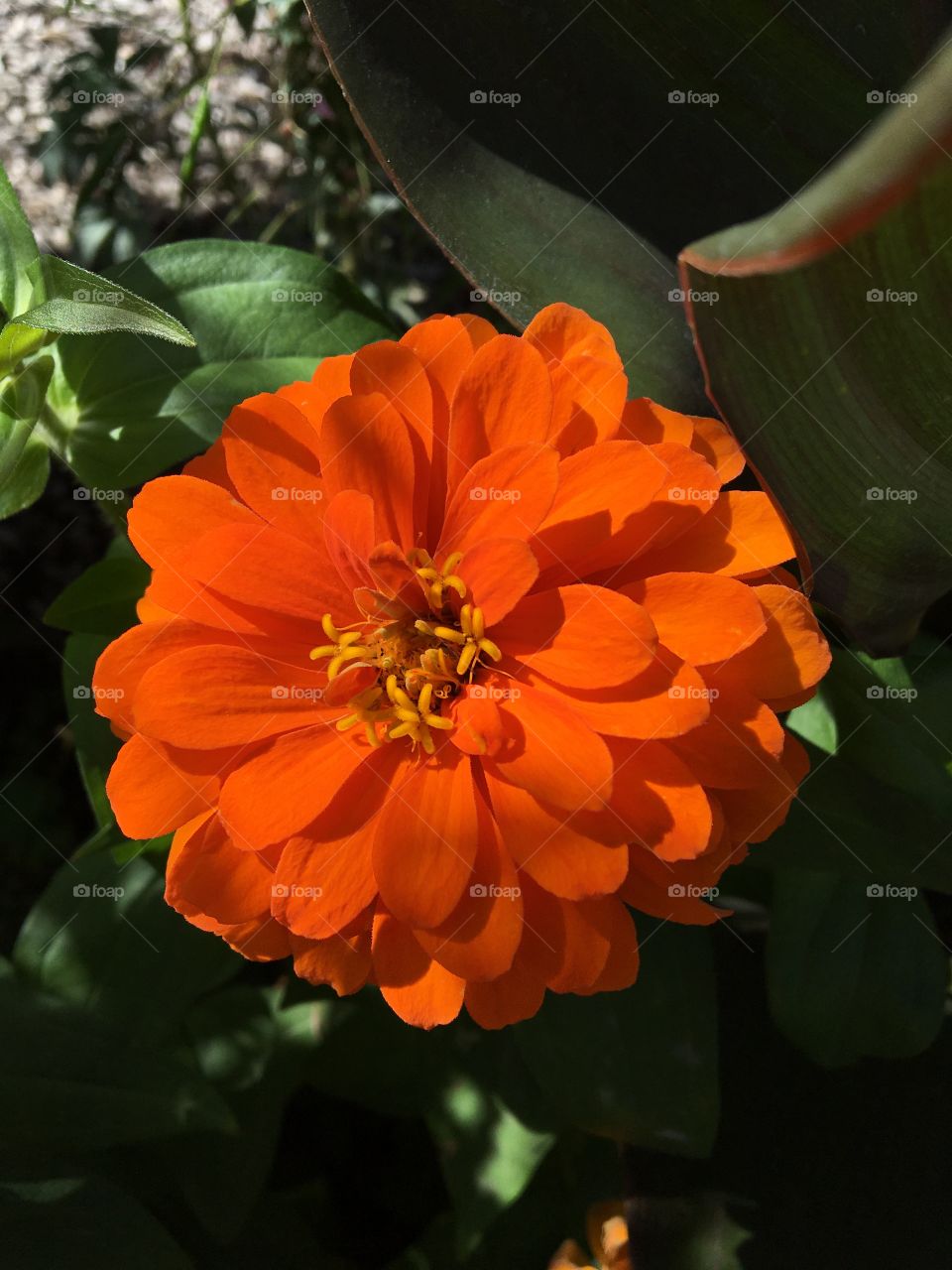Zinnia in sun 