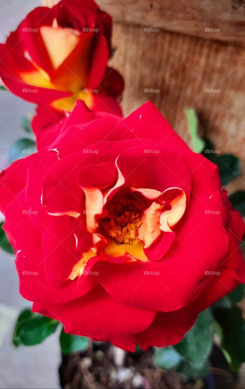 Red rose,rose, red,colorful,landscape,nature,botany,blossom,blooming,floral,garden,gardening,plant,petal,flower,season,spring,summer