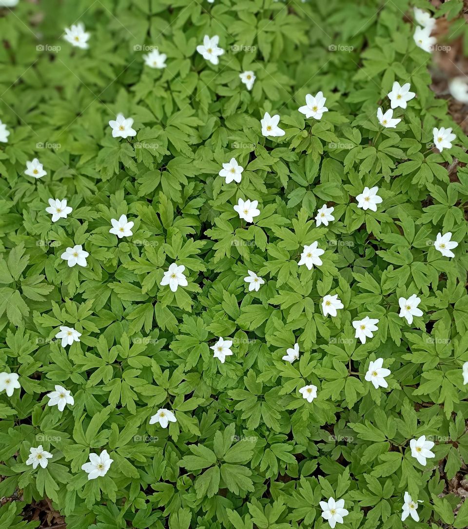 white flowers with green leaves spring nature beautiful texture background