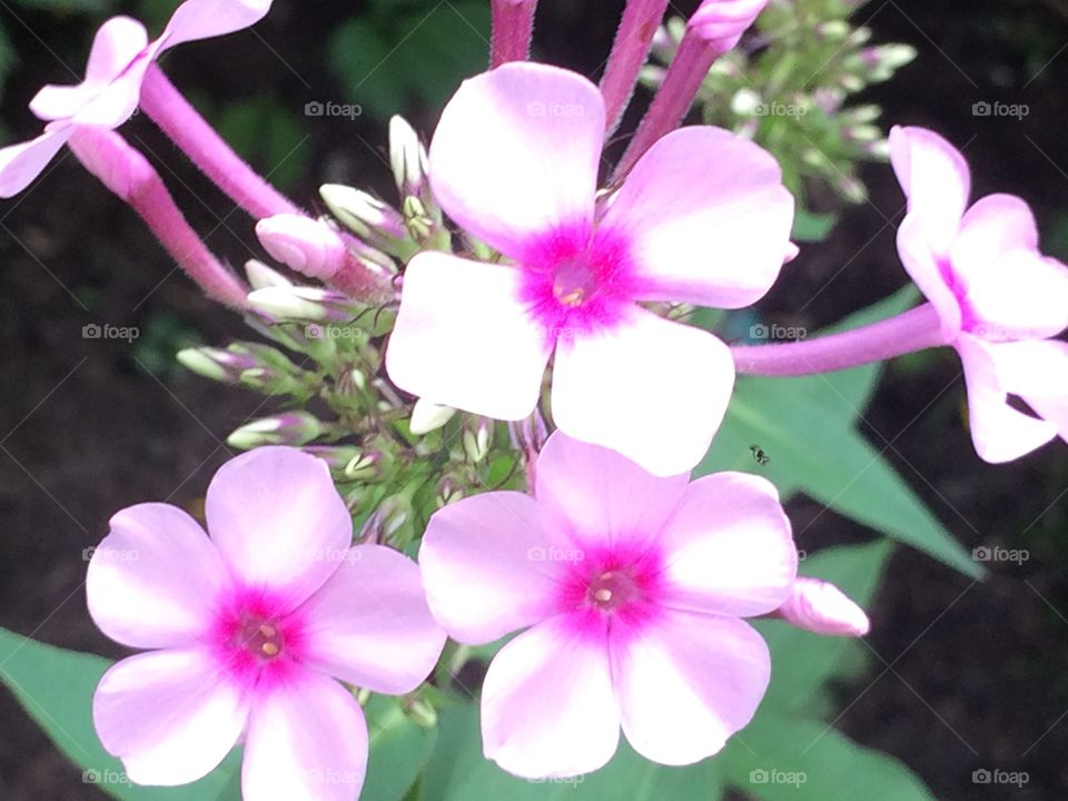 Pink phlox 