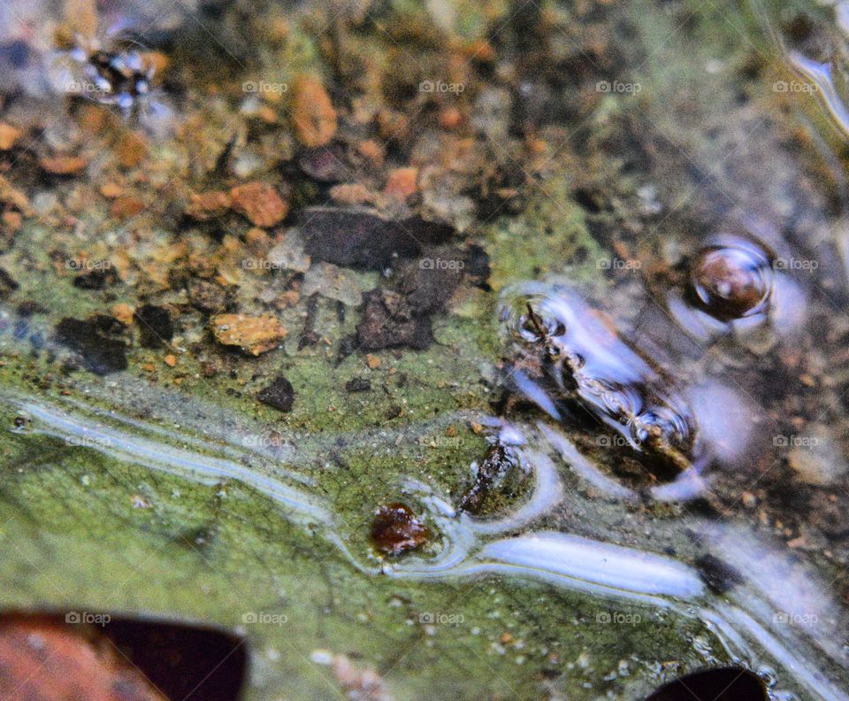 The puddle in the leaf. Macro shooting. 