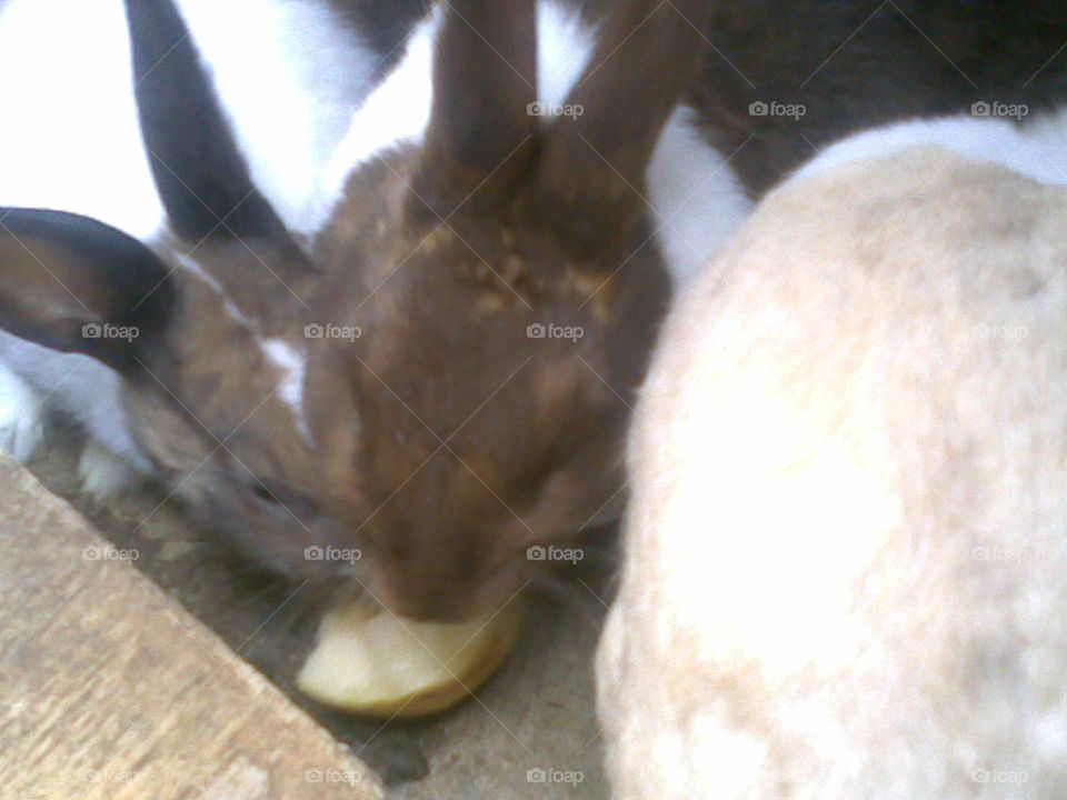 conejos comiendo pera