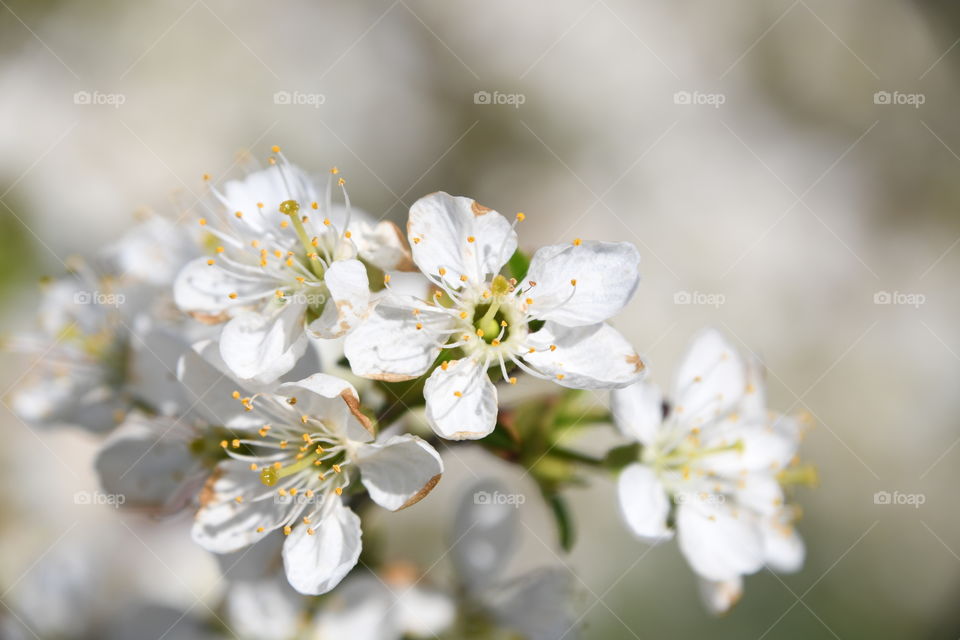 Cherry blossoms with white background