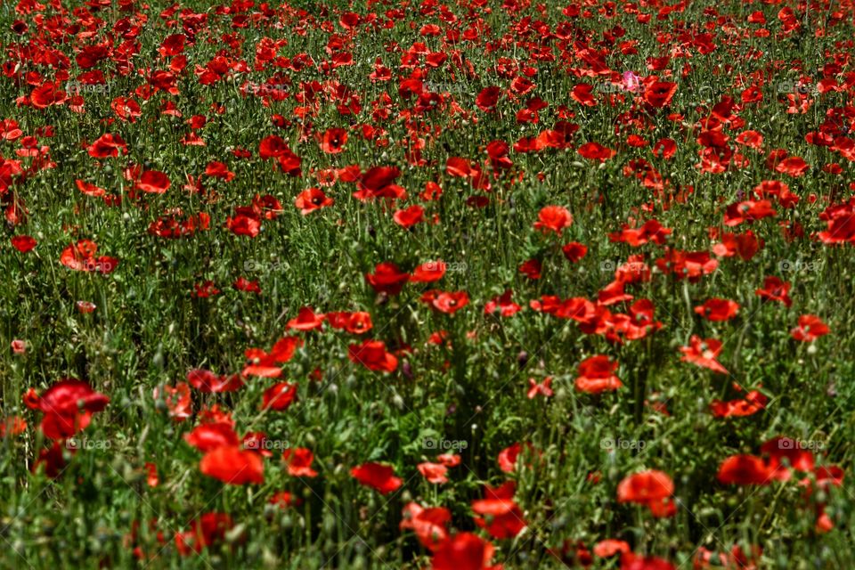 The Texas Hill Country is full of surprises - came across a whole field covered in red poppies