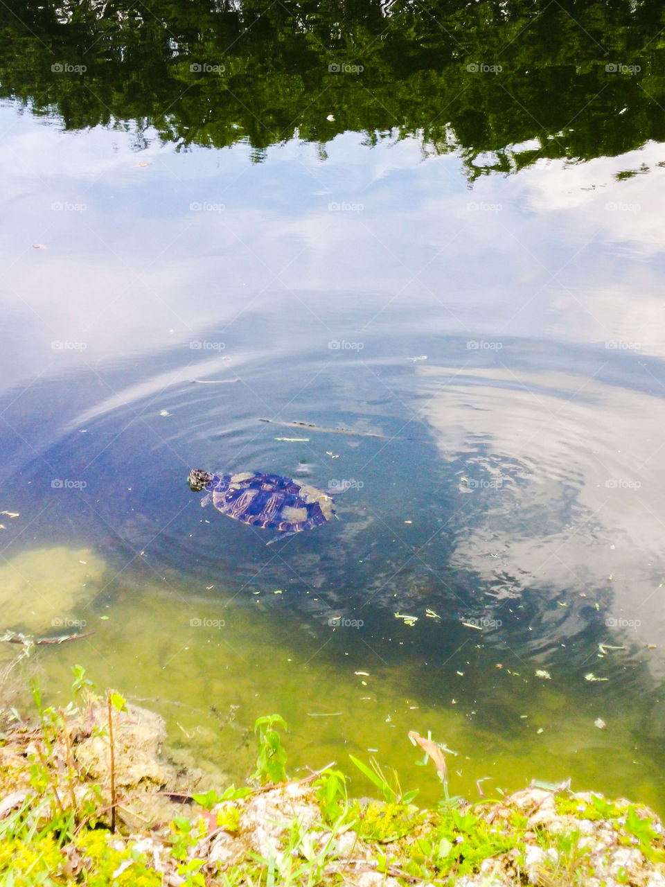 snapper. this turtle was swimm
ing along with a family of ducks in a canal