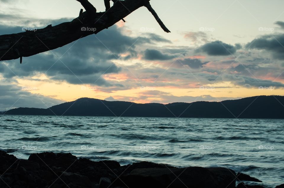 Silhouette of tee trunk at beach