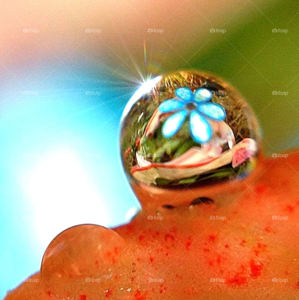 Close up of a tiny droplet of water on an Amaryllis petal