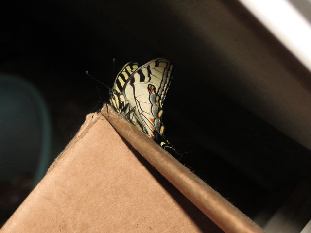 Butterfly 