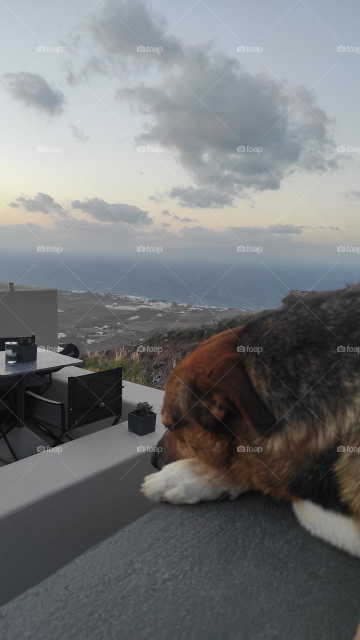 Stray Dog . Beautiful scenery of Santorini