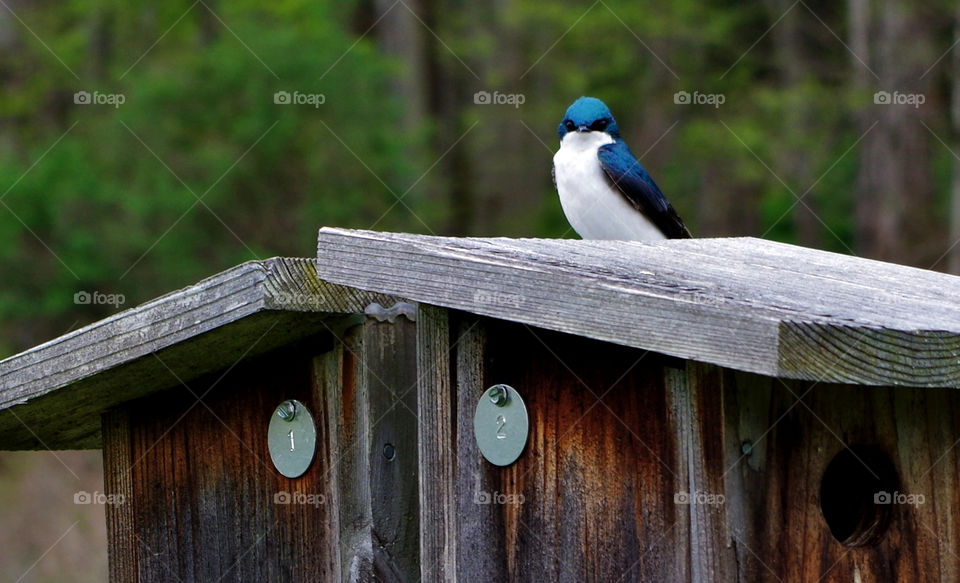 Swallow on birdhouse