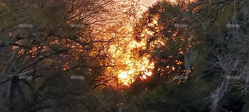 Evening SunLight