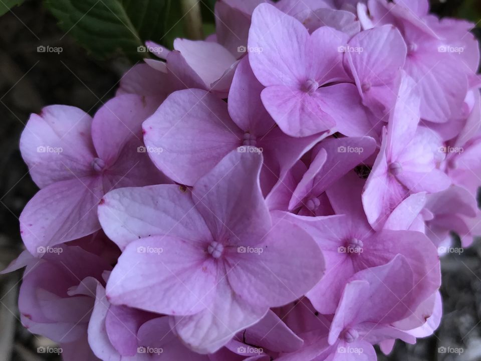 Lavender cluster