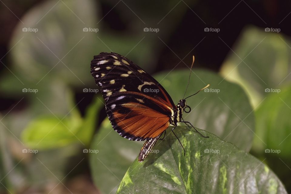 Butterfly Closeup Photography, Butterfly Landed On A Plant, Closeup Macro Insect Photography 