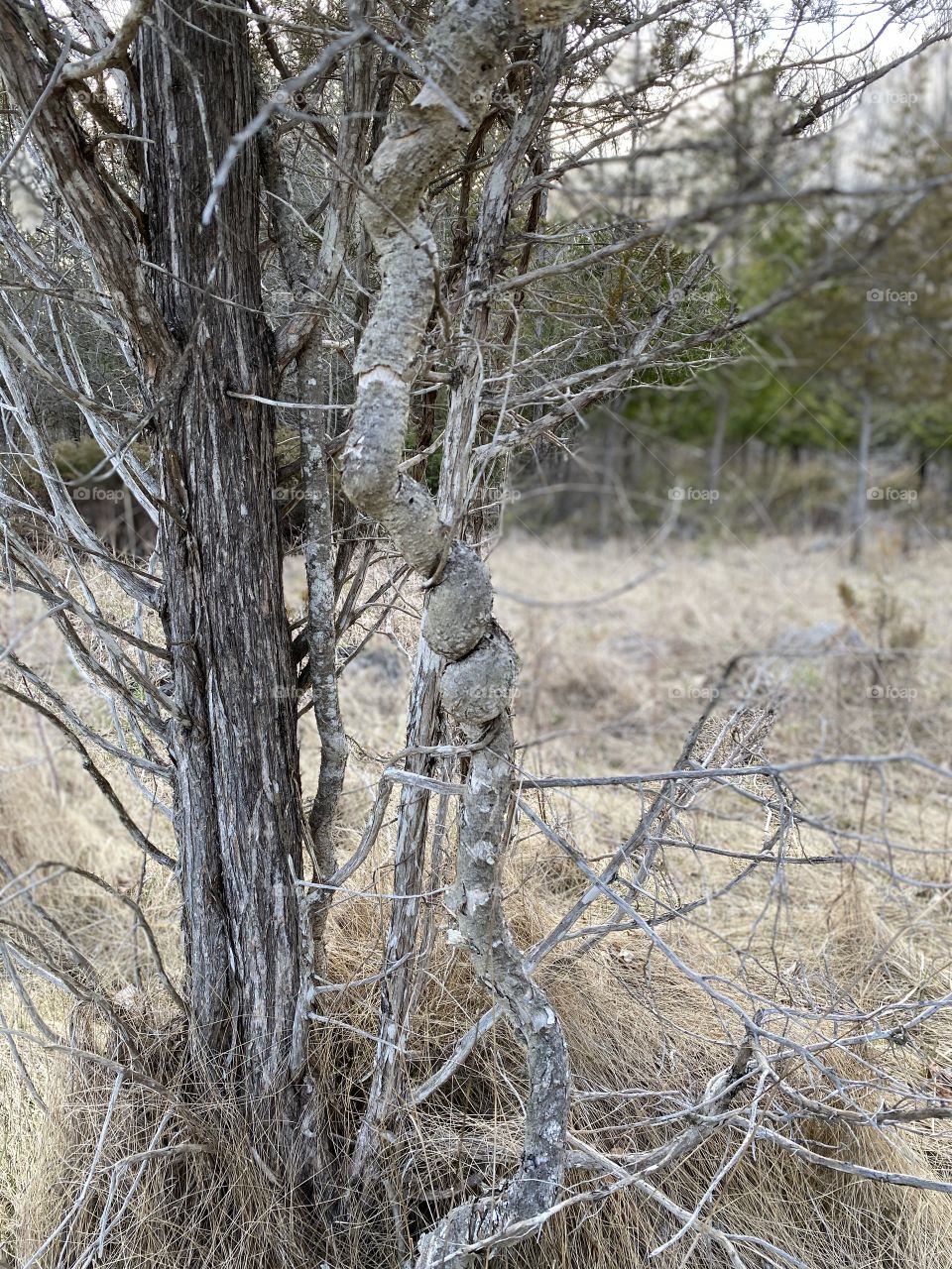 Curly Branch in Nature 