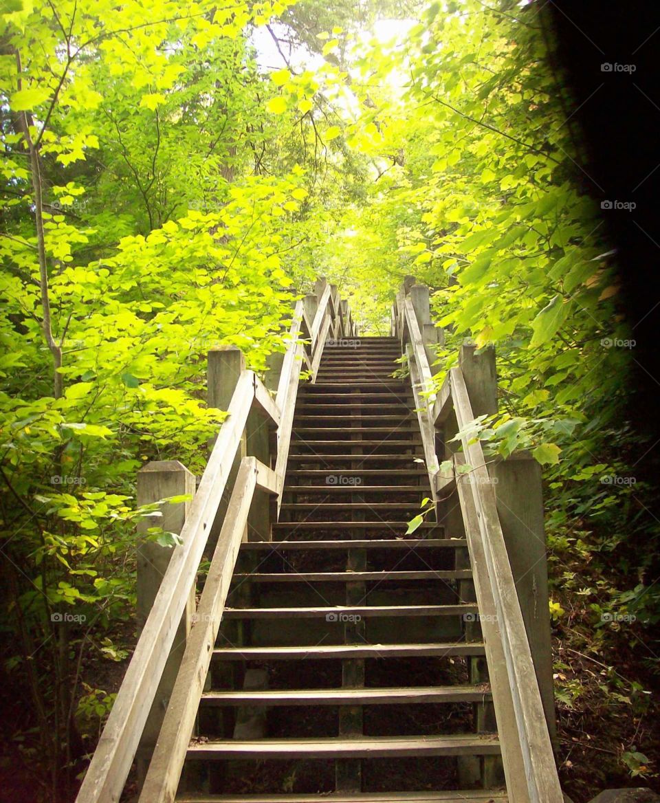 Wooden staircase surrounded by trees