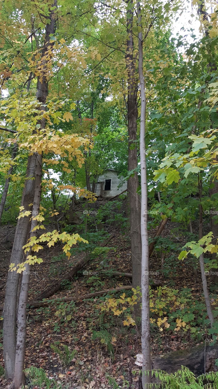 creepy house chilling in the woods