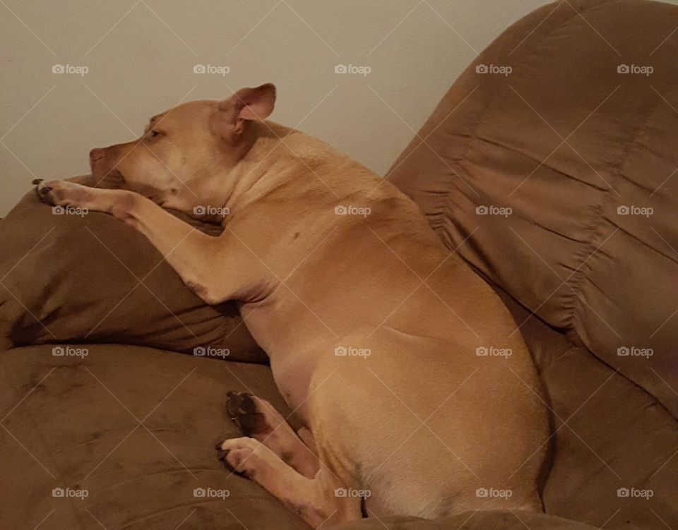 Dog, One, Nude, No Person, Reclining