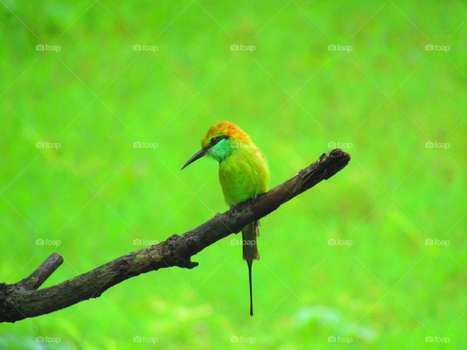 The green bee-eater (Merops orientalis) (sometimes little green bee-eater) is a near passerine bird in the bee-eater family.