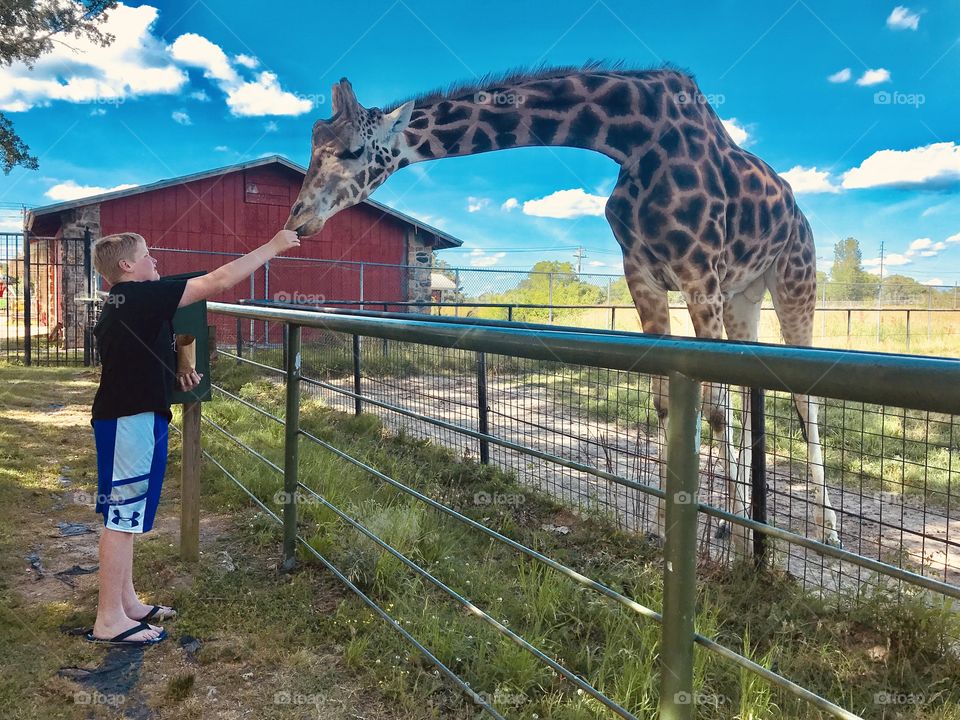Darling photo of boy feeding giraffe pellets of food by placing them right on his tongue! 