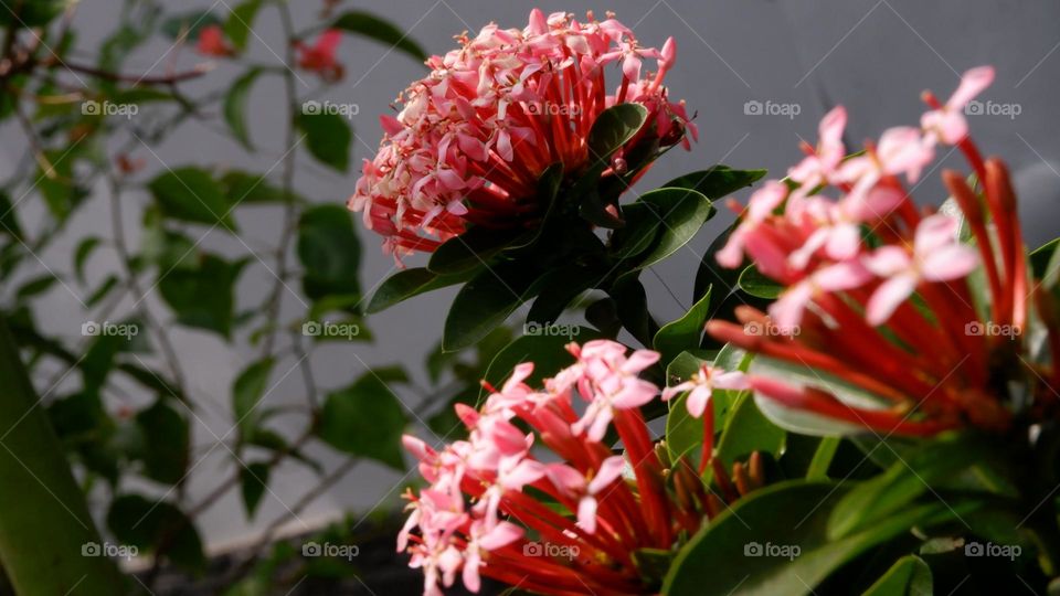 Ixora chinensis, commonly known as Chinese ixora, is a species of plant of the genus Ixora