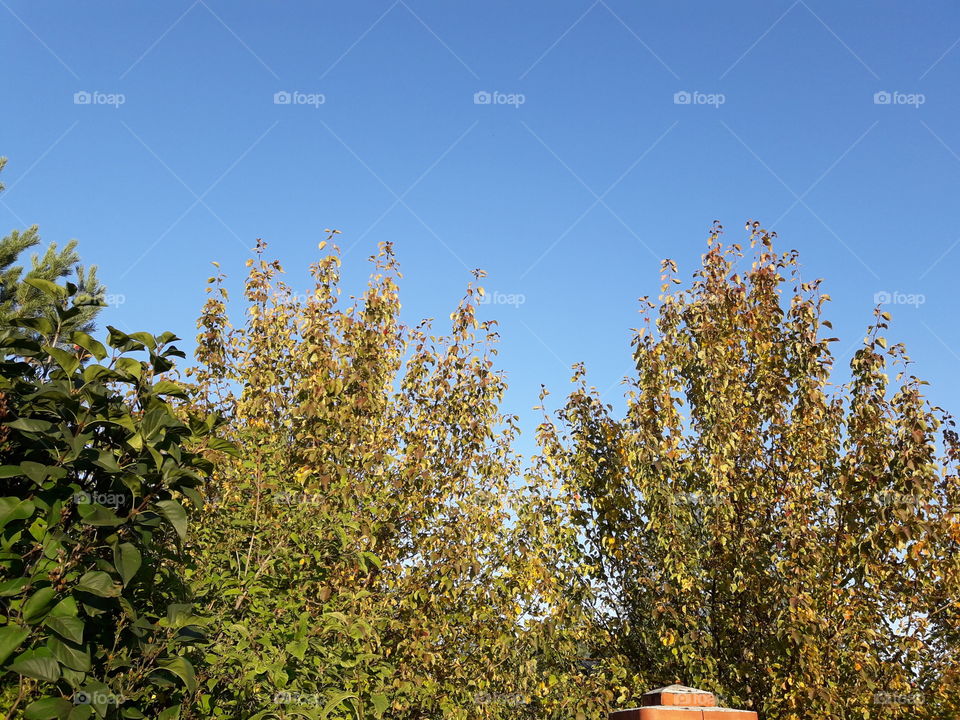 Сад осень дерево