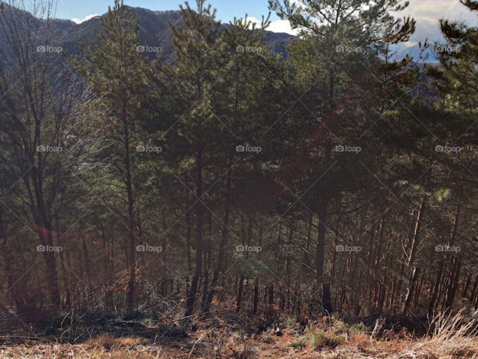 Красивый лес 