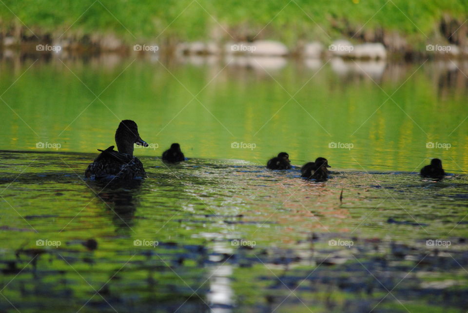 mallard