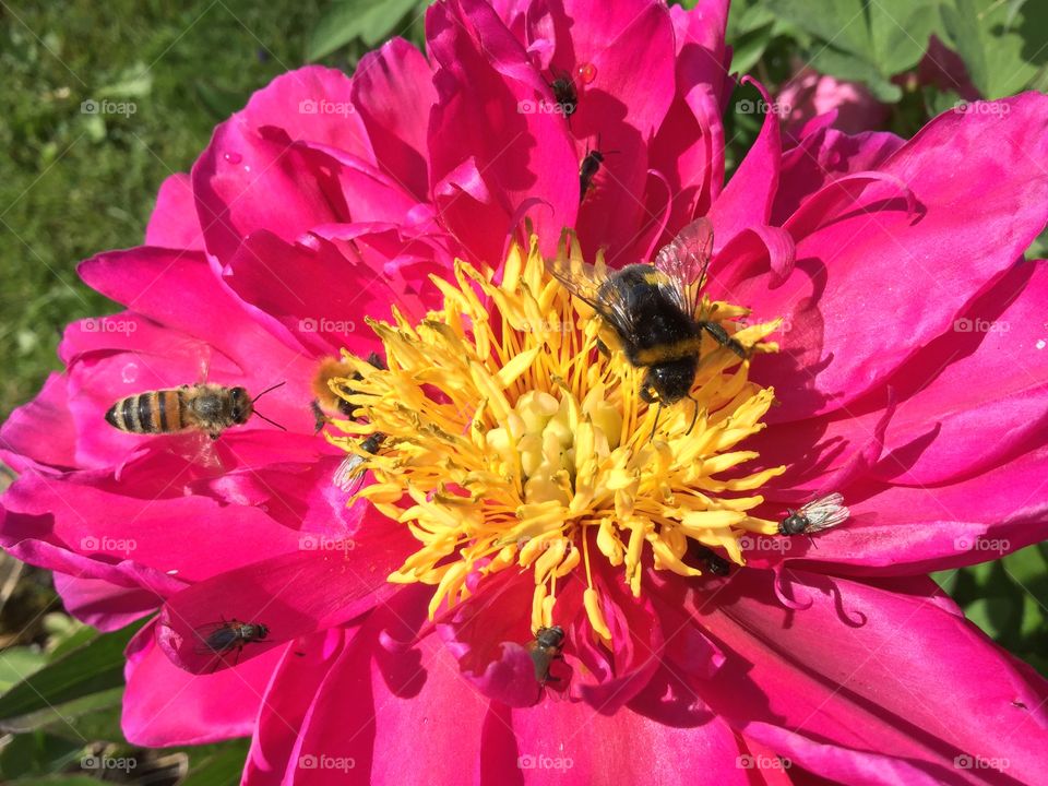 Busy bees in my garden. 