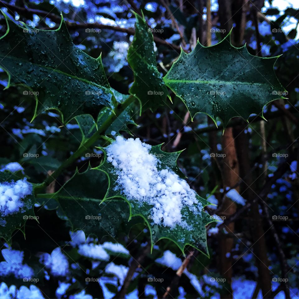 Snow on leaves