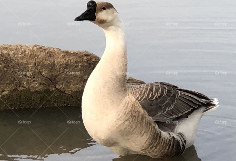 Goose, Chinese Goose, Chinese, Gray, gray goose, grey, grey goose, water, lake, rock, feathers, wings, bill, beak,