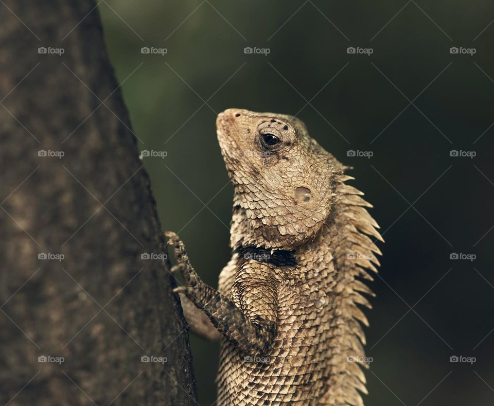 Oriental lizard - Reptile - Macro photography 