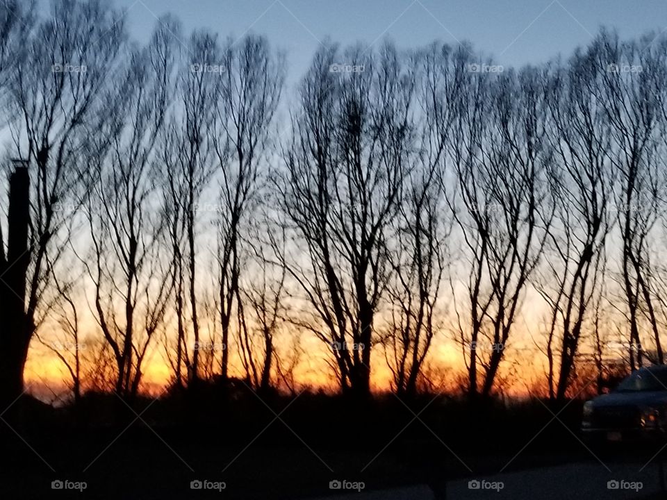 Trees at sunset