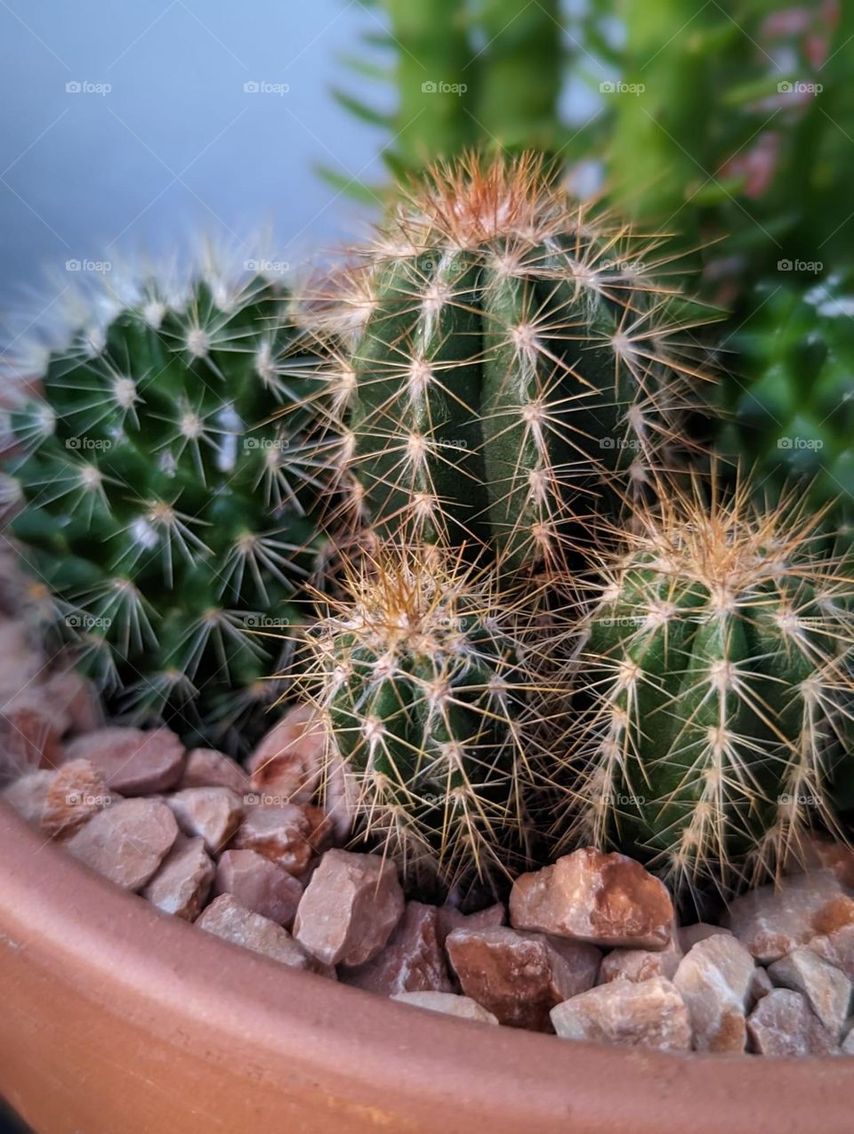 Cactus