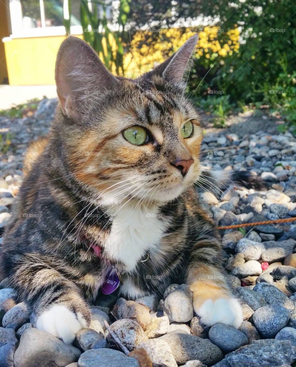 Mimzy, The Kitty Cat 💛