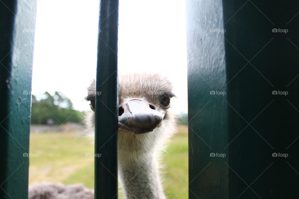 Ostrich looking through a fence in a zoo outdoors in Aalborg, Denmark