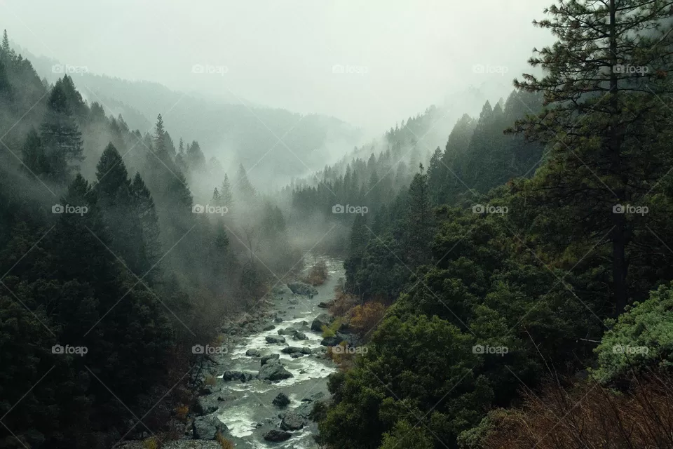 Foggy forest and river landscape