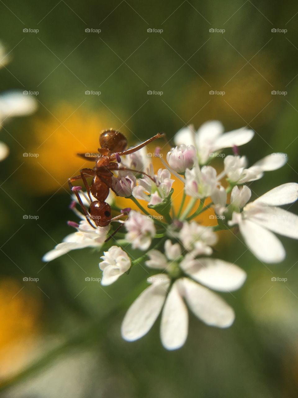 Busy ant