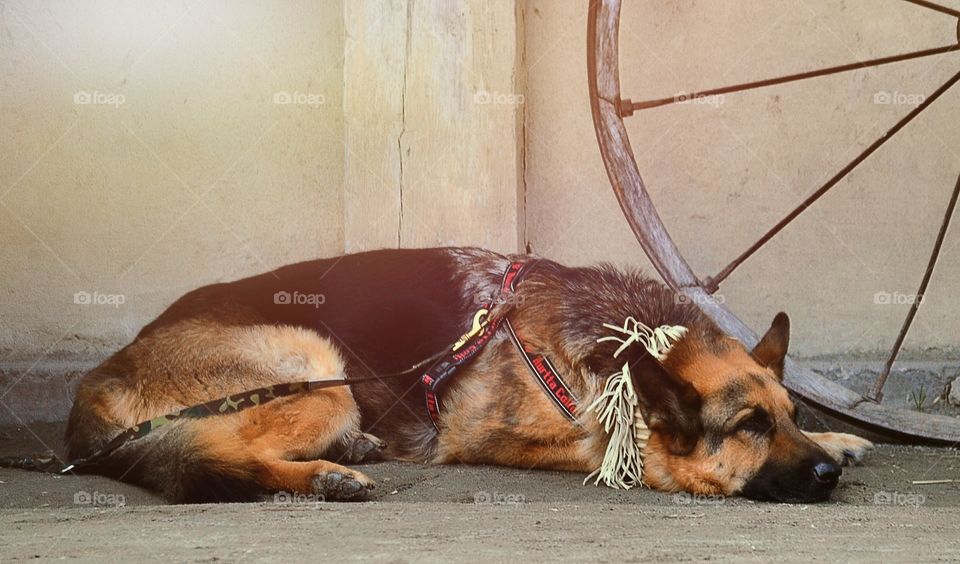 German shepherd. Dog sleeping